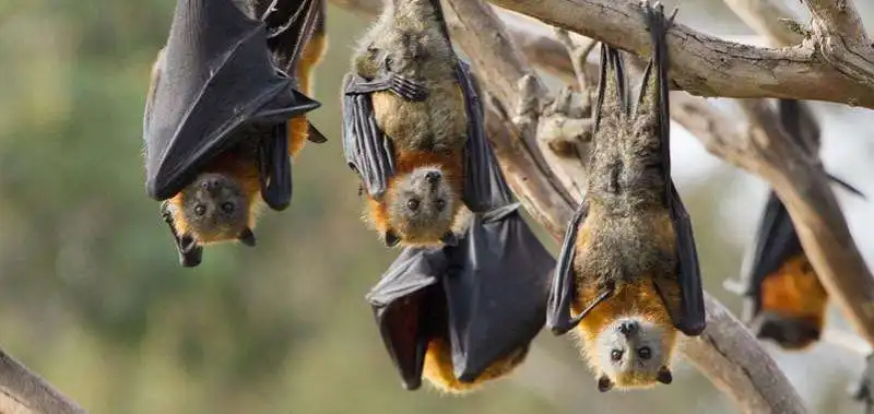 pipistrelli