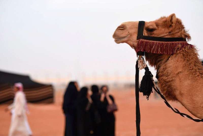 abdulaziz camel festival 1