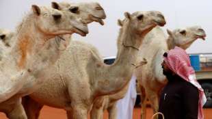 abdulaziz camel festival 11