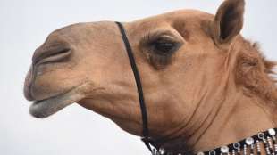 abdulaziz camel festival 2