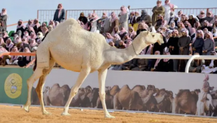 abdulaziz camel festival 4