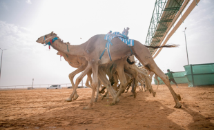 abdulaziz camel festival 5