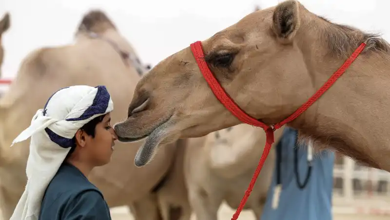 abdulaziz camel festival 6