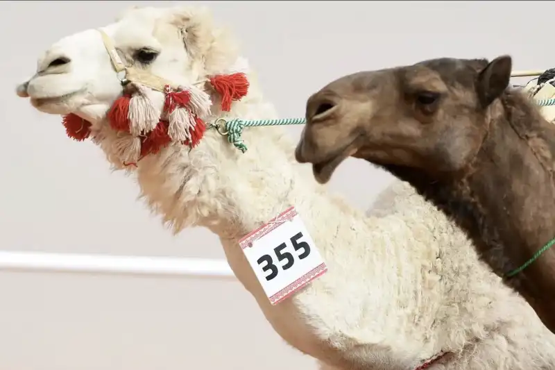 abdulaziz camel festival 7