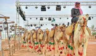 abdulaziz camel festival 9