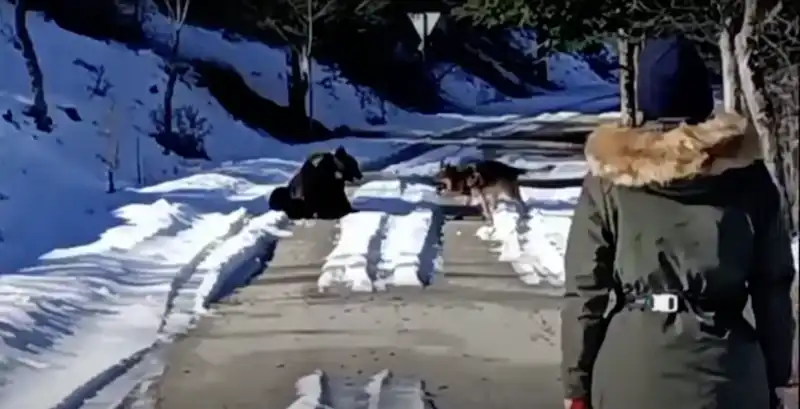 cane gioca con orso in abruzzo 2