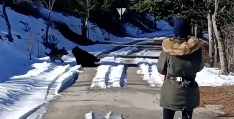 cane gioca con orso in abruzzo 5