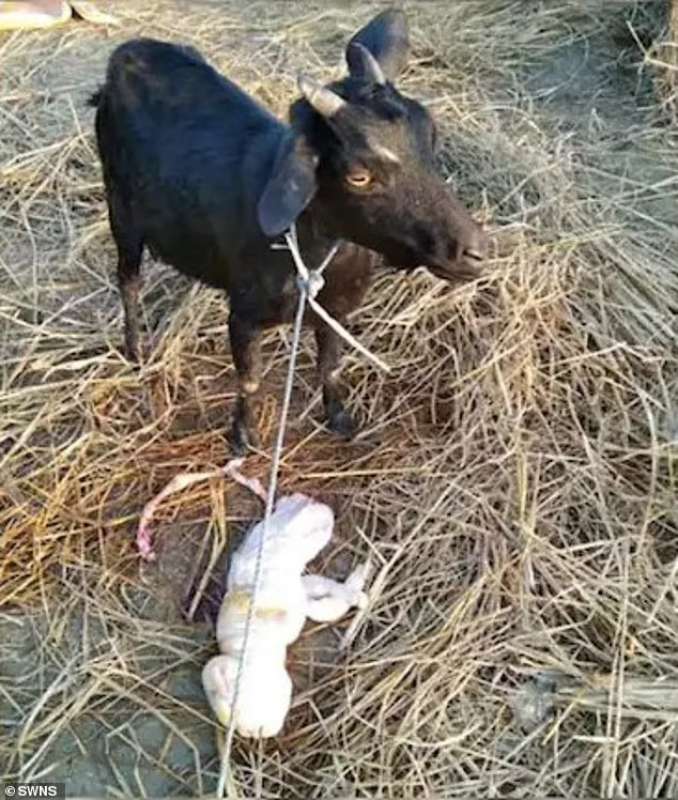 Capra deforme in India