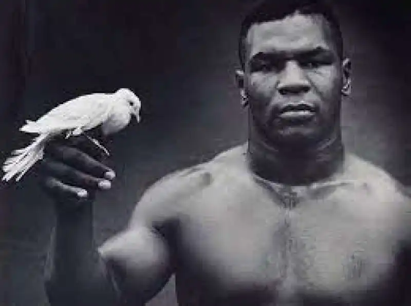 mike tyson e i piccioni 5 