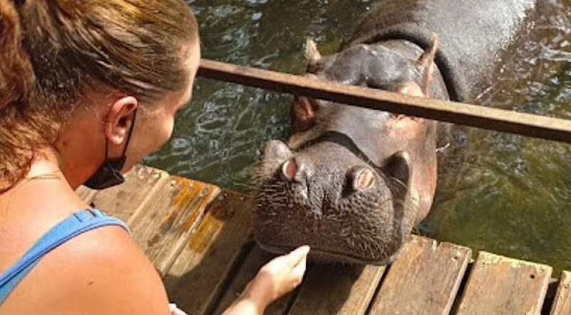 Natasha Vrany accarezza un ippopotamo