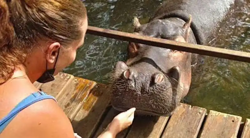 Natasha Vrany accarezza un ippopotamo