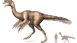 oviraptosauro 2