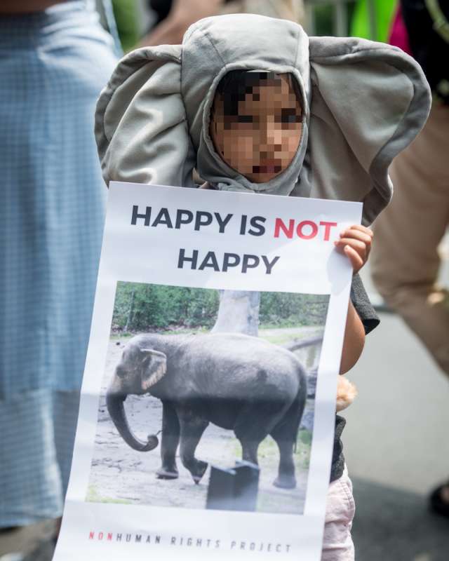 proteste per happy elefante 1