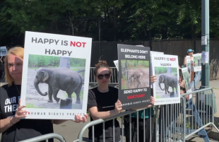 proteste per happy elefante 2