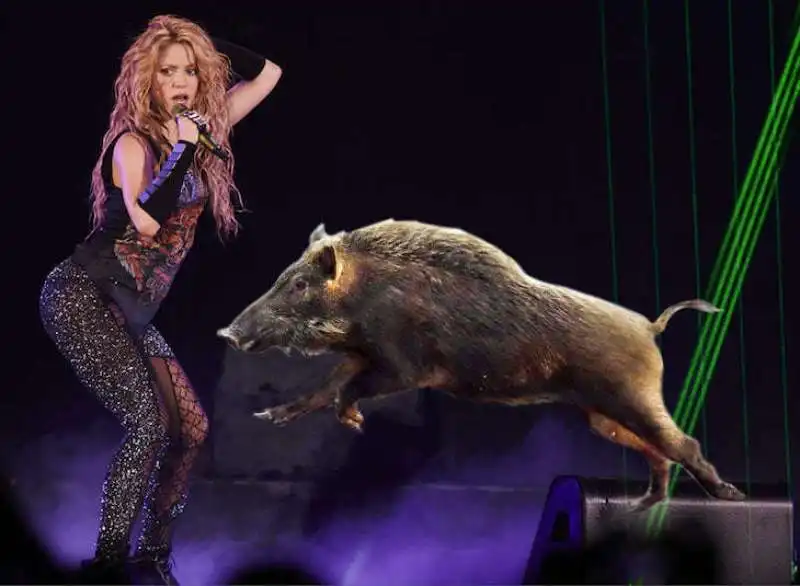 shakira derubata dal cinghiale