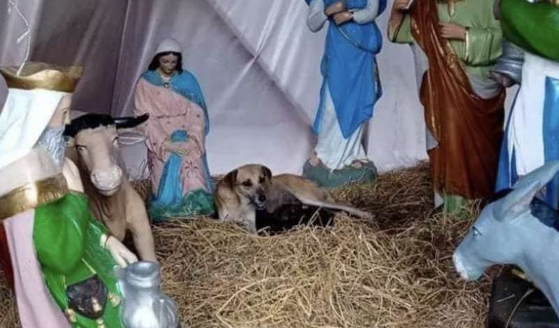 cane partorisce in un presepe in messico