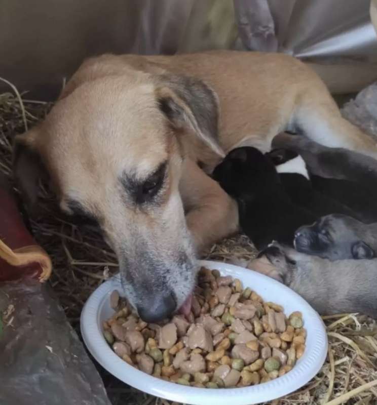 cane partorisce in un presepe in messico 2