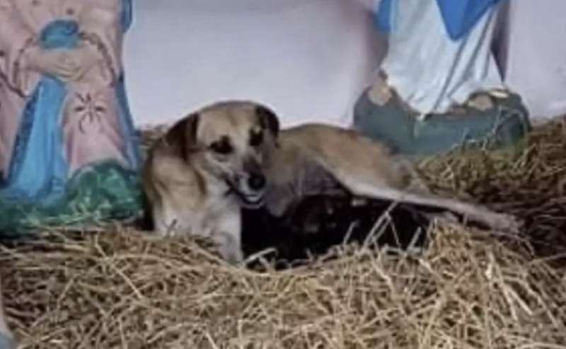 cane partorisce in un presepe in messico 3