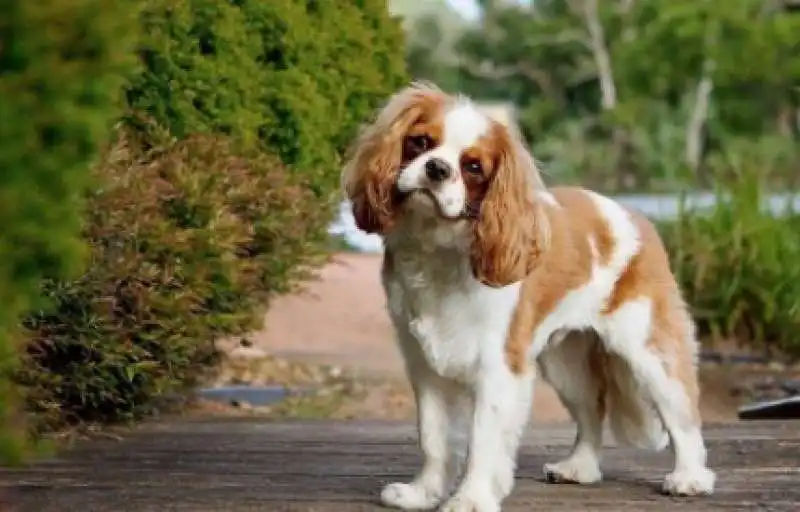 cavalier king charles spaniel  2