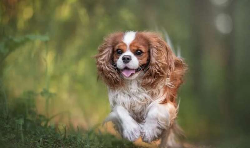 cavalier king charles spaniel 3