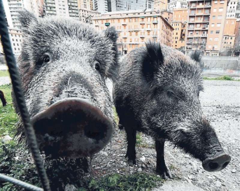 la liguria permette di usare arco e frecce per abbattere la selvaggina,  cinghiali compresi - Dagospia