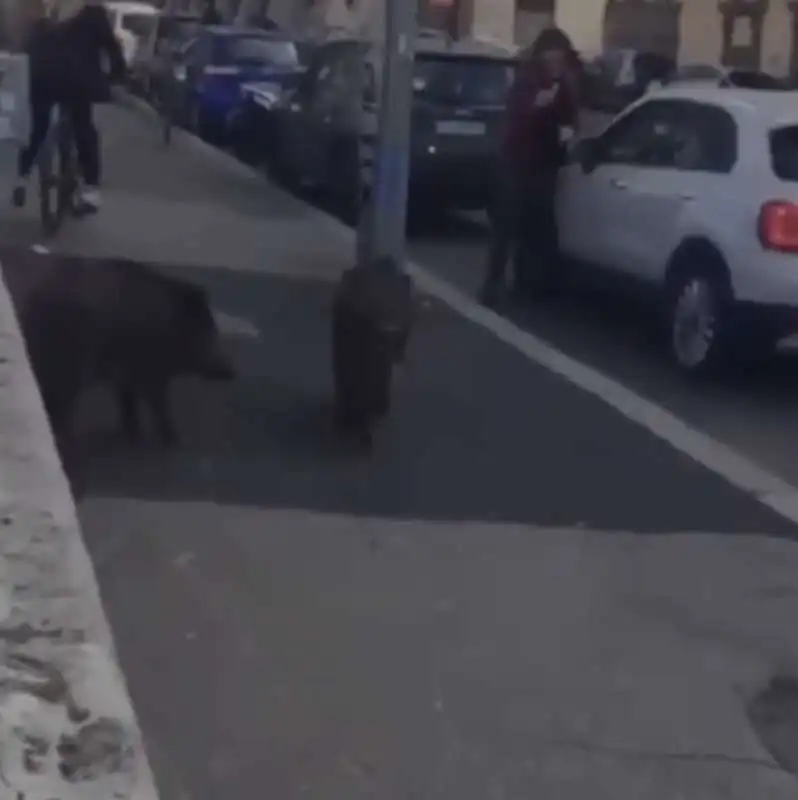 cinghiali in piazza trilussa a roma 2