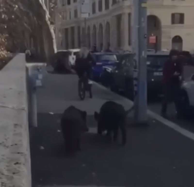 cinghiali in piazza trilussa a roma 3