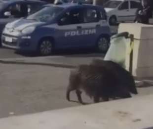 cinghiali in piazza trilussa a roma 4