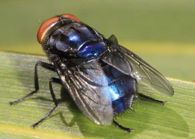 cochliomyia hominivorax mosca