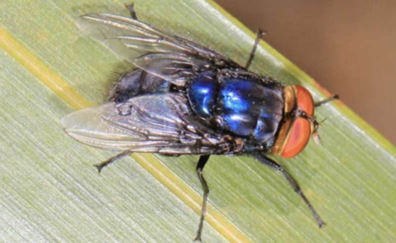 cochliomyia hominivorax