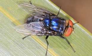 cochliomyia hominivorax