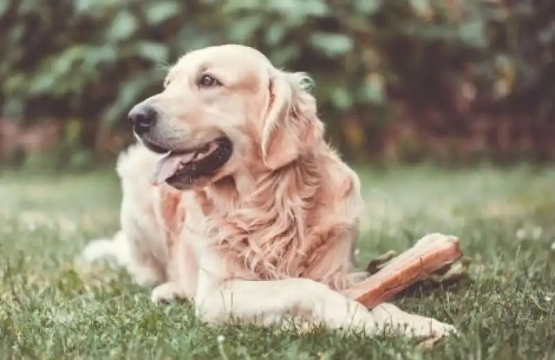 golden retriver 4