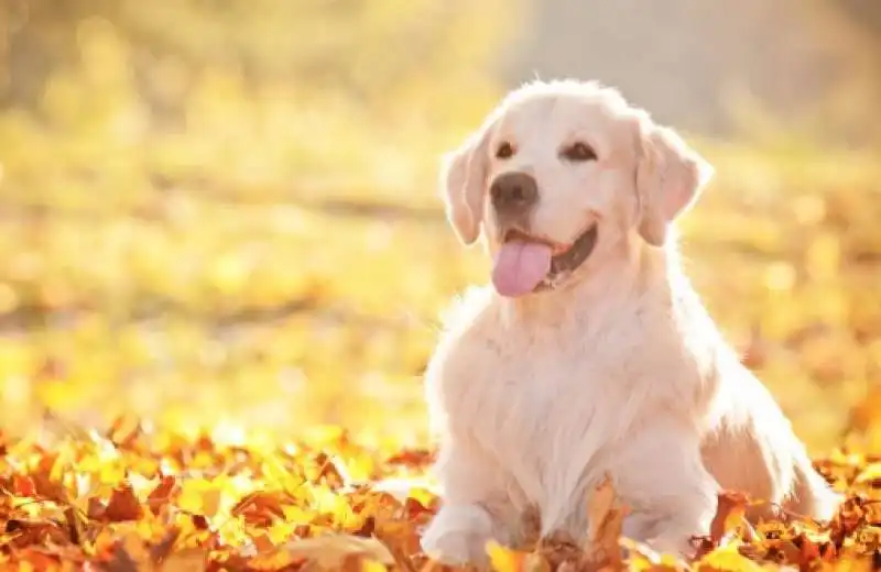 golden retriver 5