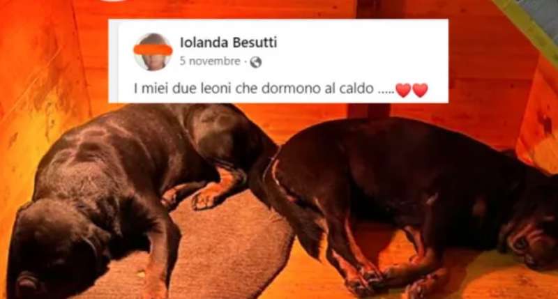 i cani di iolanda besutti 4