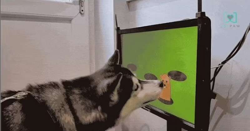 joipaw il videogioco per cani 4