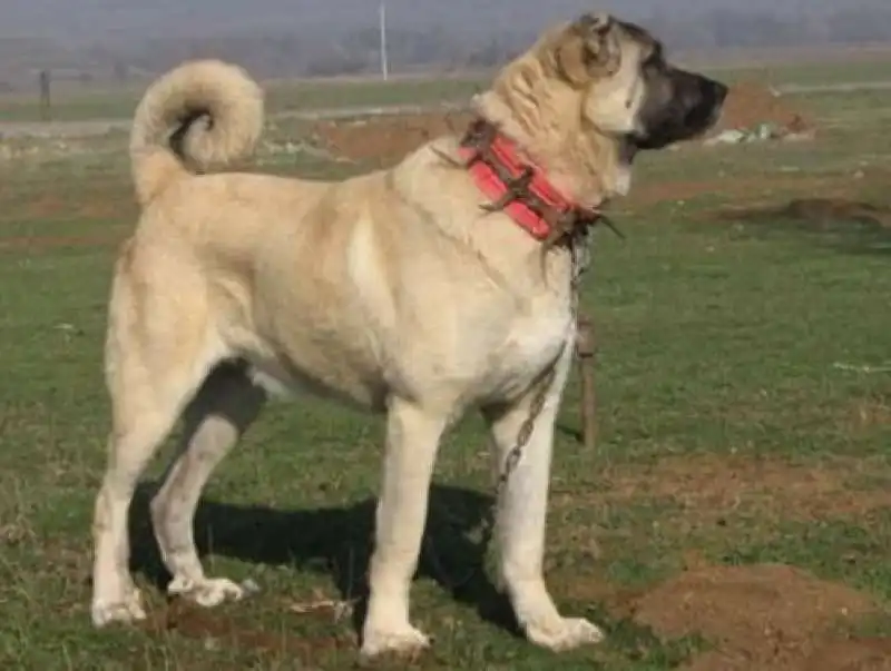 kangal turchi 1