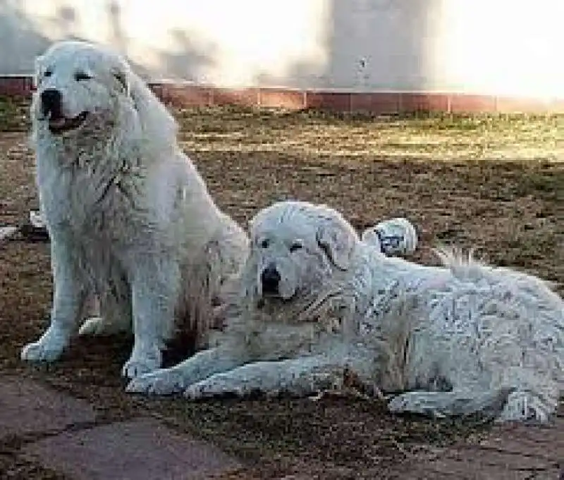 maremmano abruzzese 1