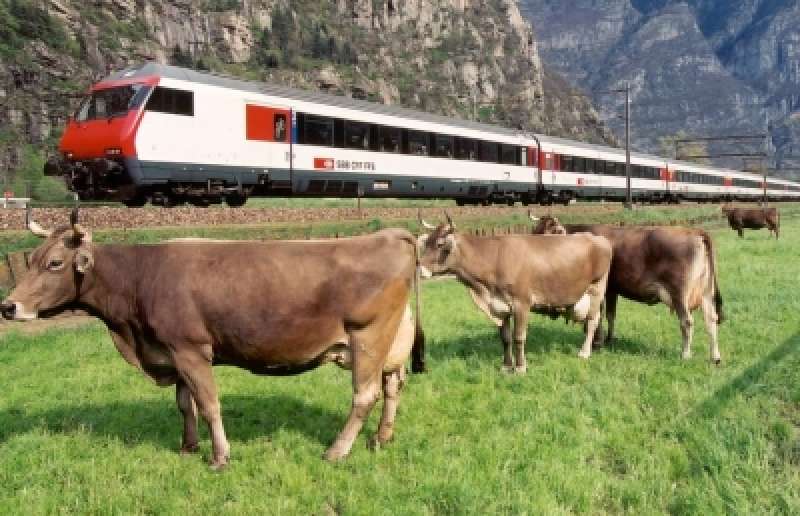 MUCCHE E TRENI 2