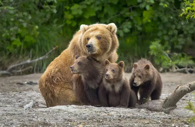 orsa con i cuccioli 