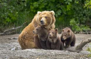 orsa con i cuccioli