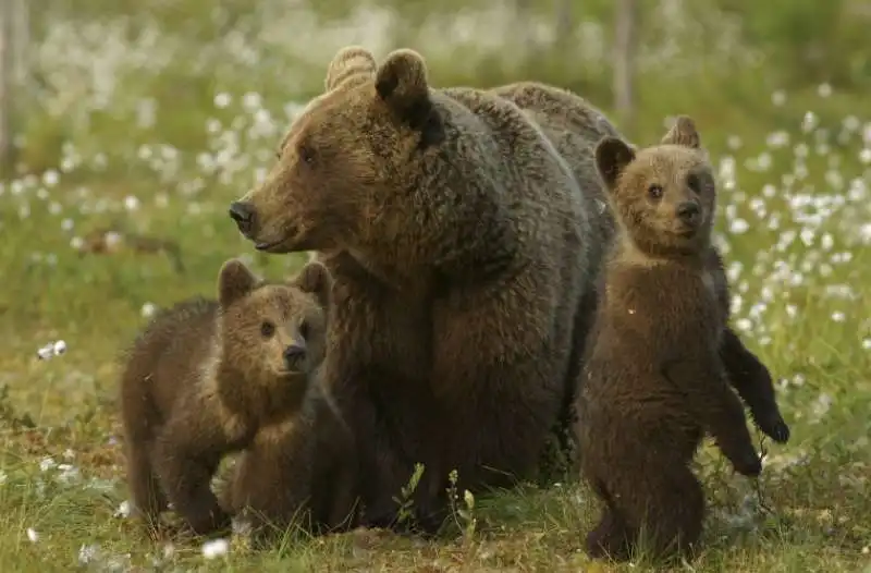 orsa con i cuccioli