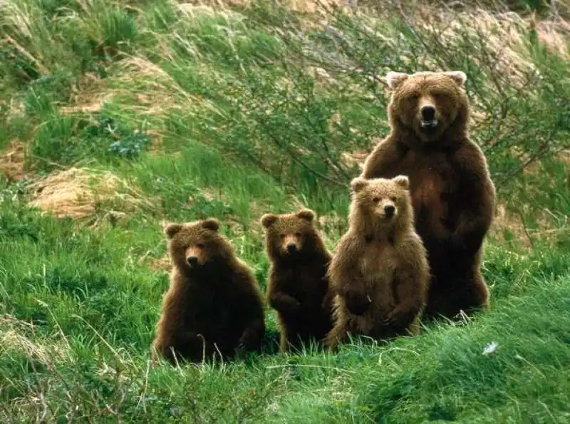 orso bruno marsicano con cuccioli 