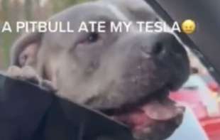 PITBULL DISTRUGGE TESLA