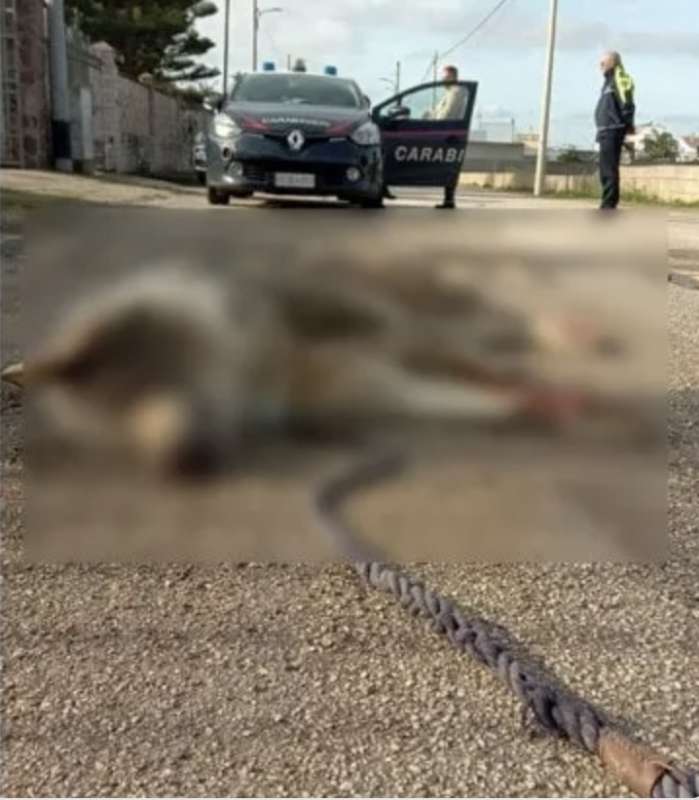 PROVINCIA DI LECCE - UN ANZIANO LEGA IL CANE ALLA MACCHINA E LO TRASCINA FINO A UCCIDERLO