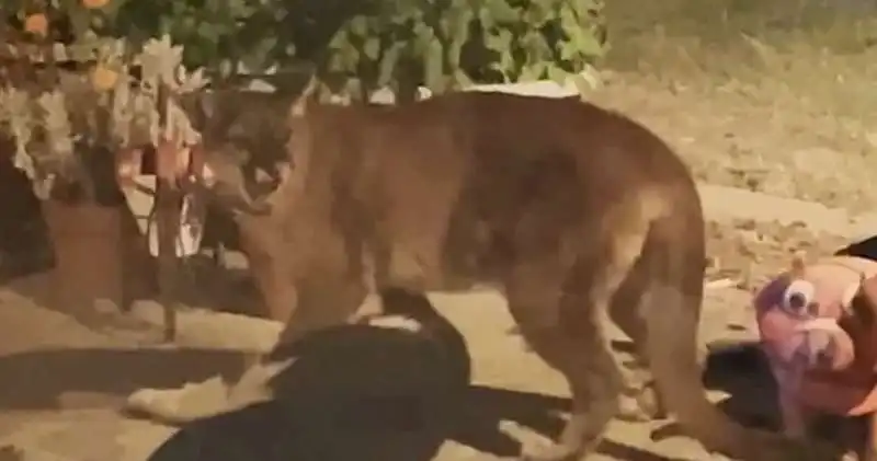 puma azzanna un cane in california 1