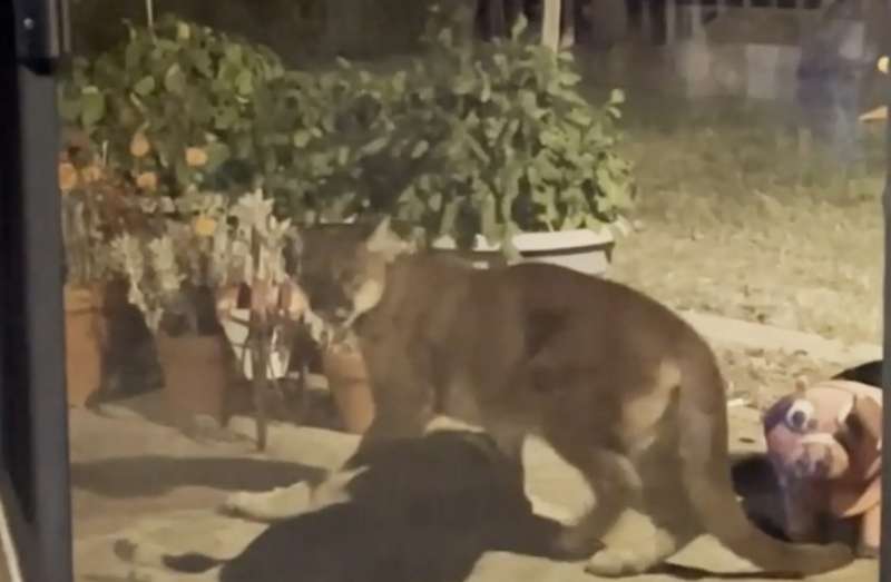 puma azzanna un cane in california 2