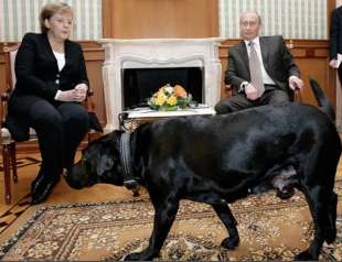 putin con il suo labrador in un incontro ufficiale con angela merkel