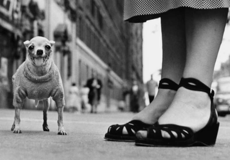 fotografia di elliott erwitt 1