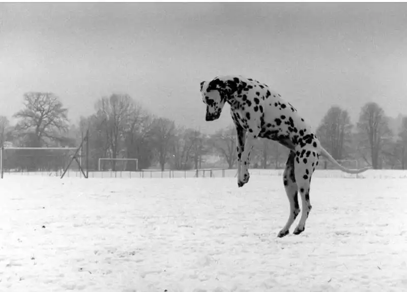 fotografia di elliott erwitt   11