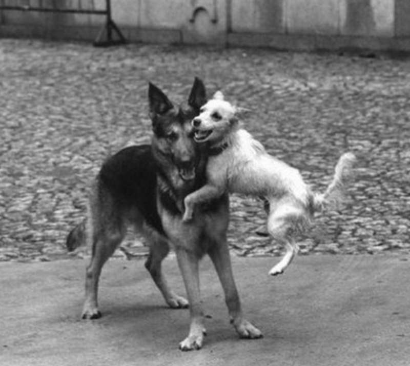 fotografia di elliott erwitt 4